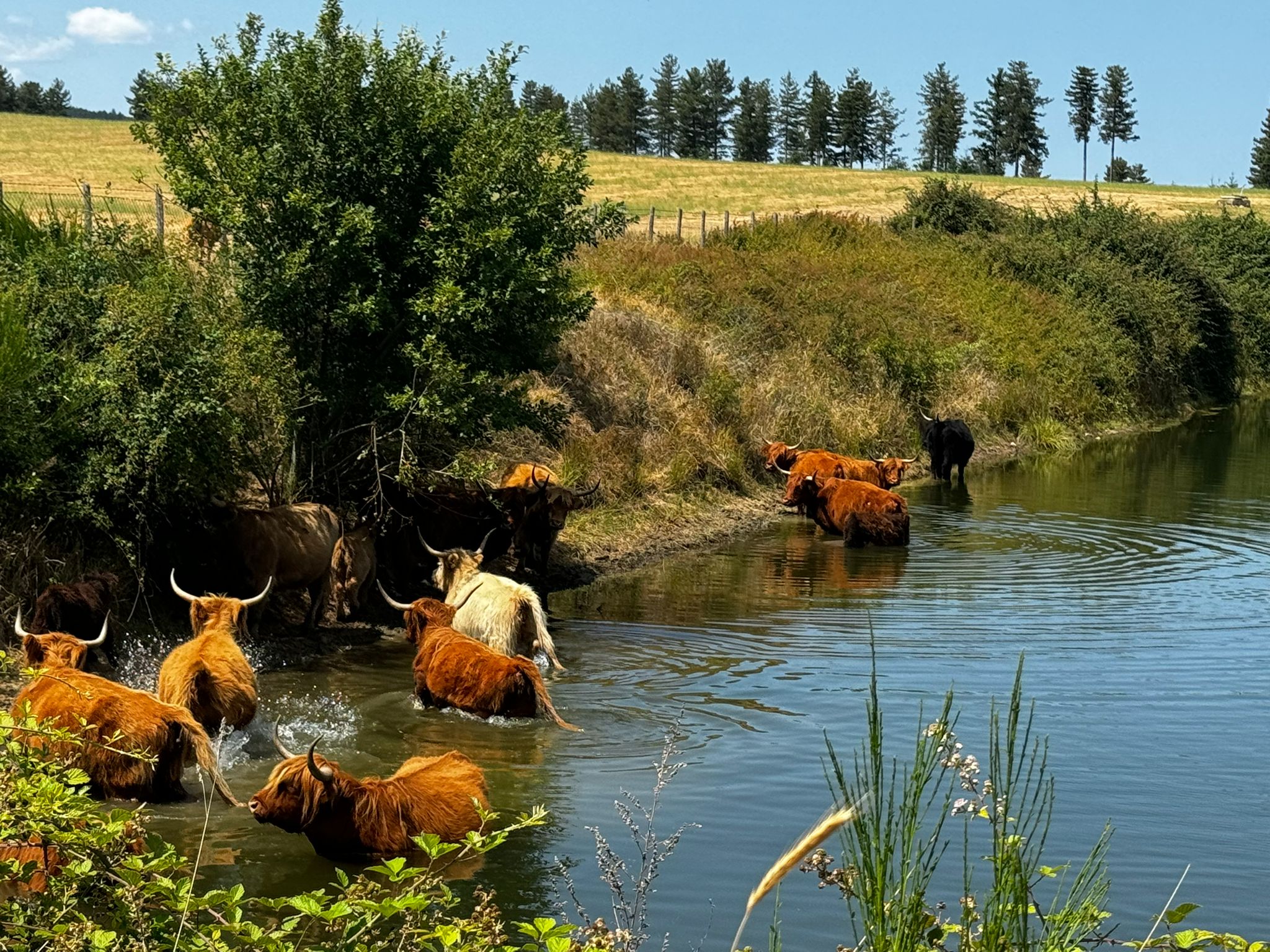 Bovini Highlands al pascolo